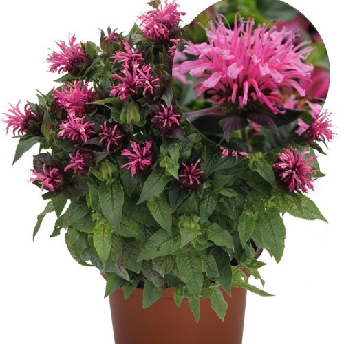 Monarda didyma 'Pocahontas Pink' - Aedmonarda 'Pocahontas Pink' P9/0,55L 